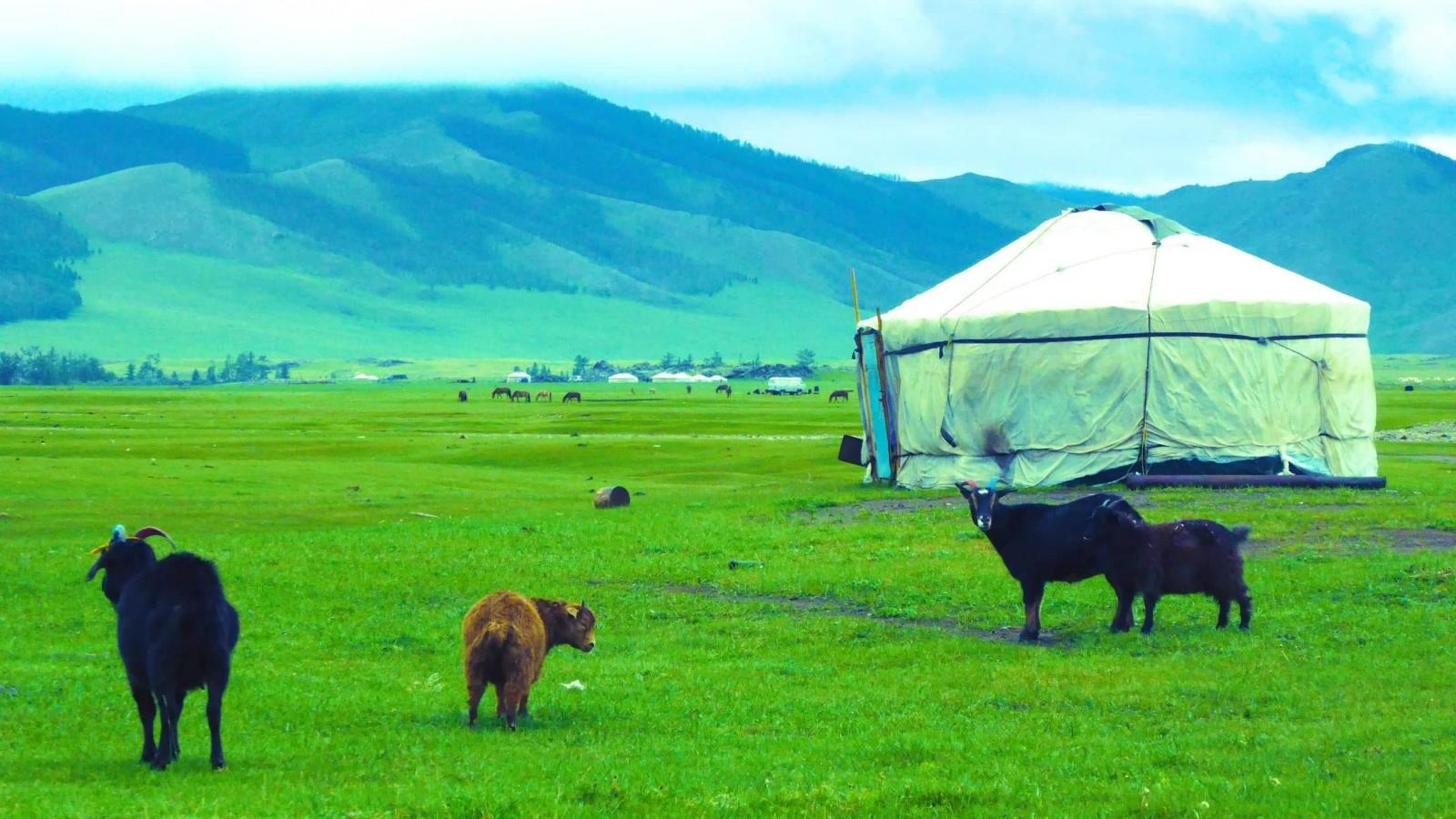 Mongolian nomadic family ger