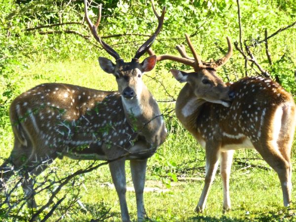 Spotting Bambi on our Sri Lankan safari