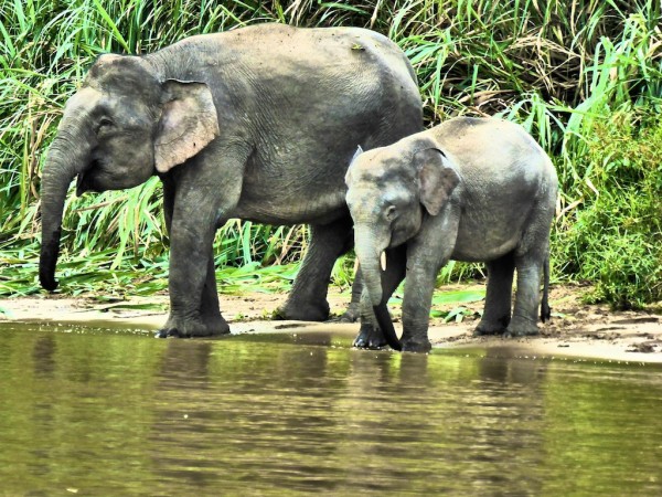 Esmeralda the Pygmy Elephant grazing with family