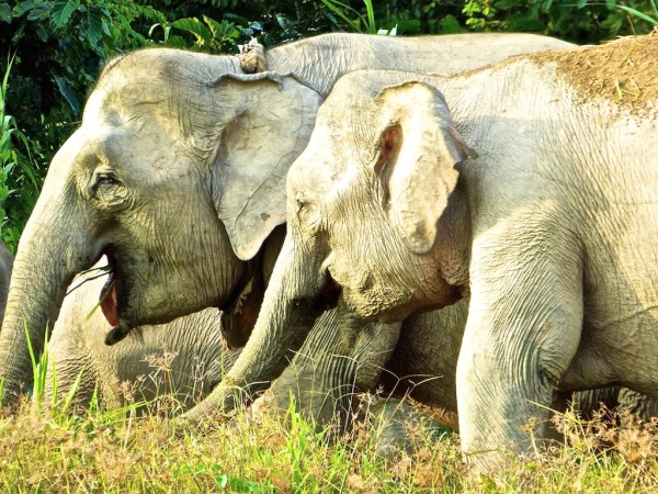 Esmeralda and family grazing by the Kinabatangan River