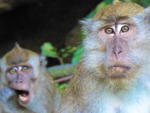 Melody the Macaque monkey photo bombing at the Kinabatangan River