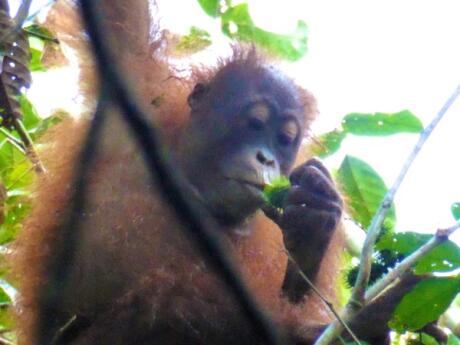 Oivia the Orang-Utan eating rambutan