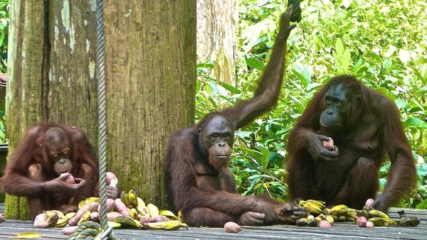 Orang Utans in Sepilok