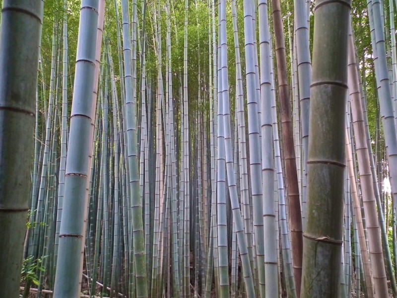 Planning a trip to Japan Kyoto Arashiyama place to visit