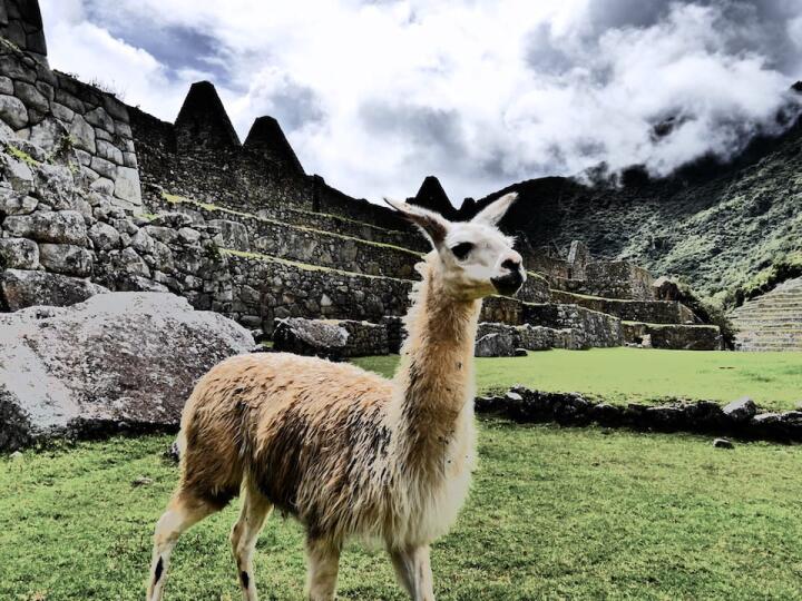 Llama inca heritage and interesting facts about Peru