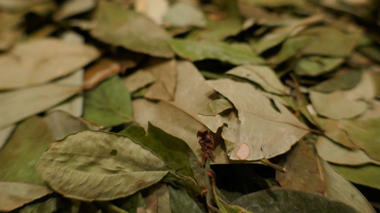 Coca leaves might be where cocaine comes from but the leaves themselves are good for you