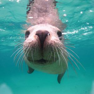 Peninsula Valdes offers diving and snorkelling with sea lions.