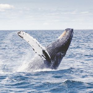 Go see the whales and killer whales in the wild at Peninsula Valdes in Patagonia.