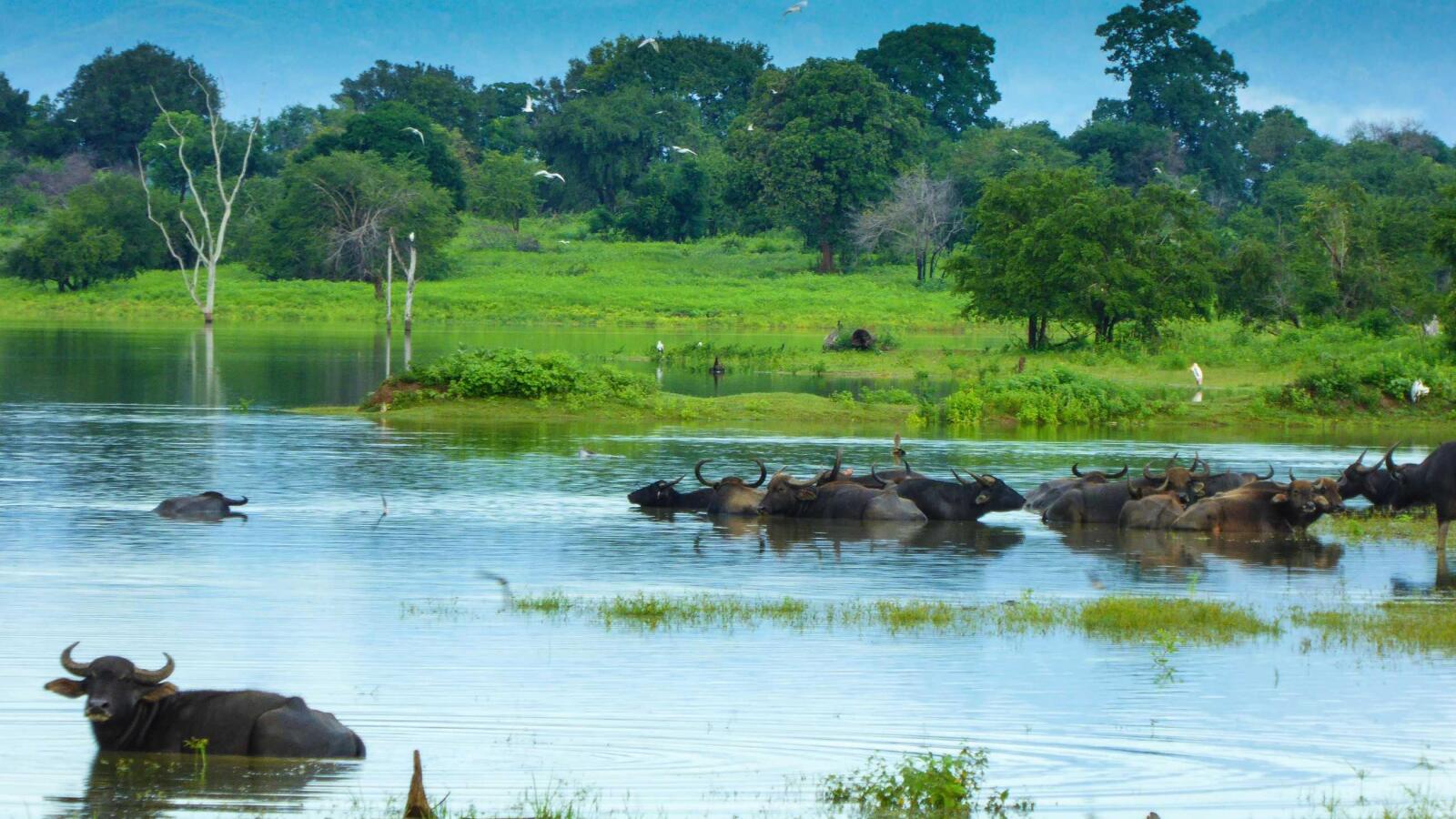 Landscapes of Udawalawe one of best safaris