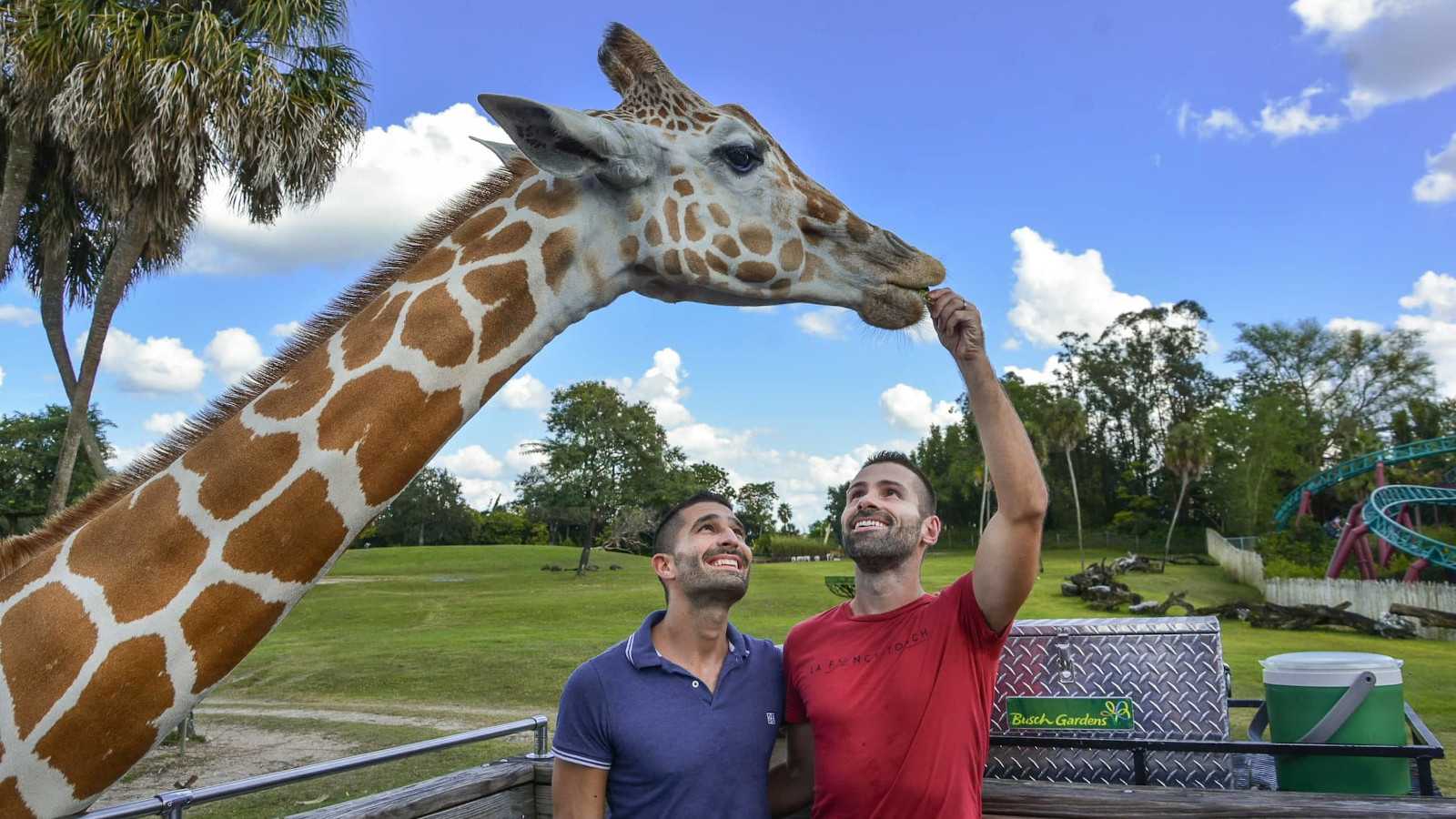 Feeding a giraffe on a safari in Busch Gardens in Tampa