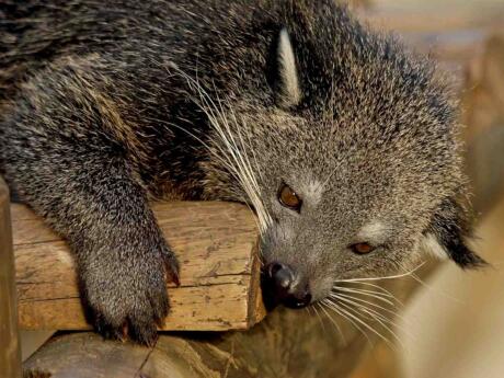 Gay travel to Prague - See the adorable binturongs at Prague zoo!