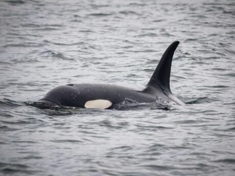 Gay Puerto Madryn - killer whale sighting