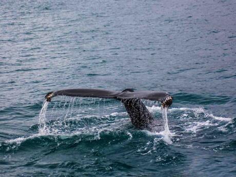 Gay Puerto Madryn whale watching