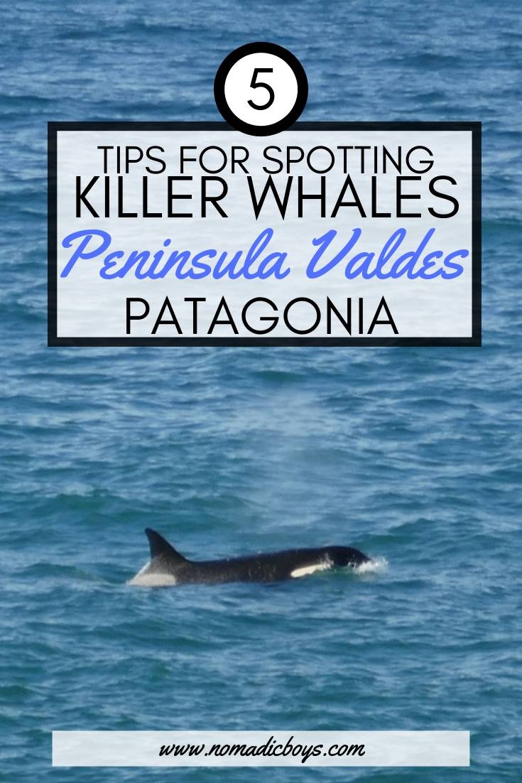 5 of our best tips for spotting Killer Whales on Peninsula Valdes, Patagonia.