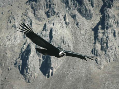 If you want to spot condors in the wild head to the Quebrada del Condorito National Park near Córdoba.