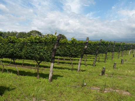 A wine tour from Córdoba is a great way to get acquainted with local wineries.