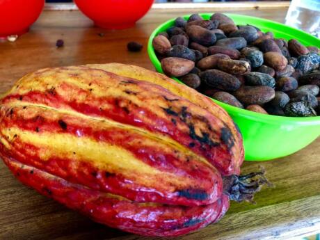 A fun activity during your time in Medellin is to visit a nearby cacao plantation and make your own chocolate!