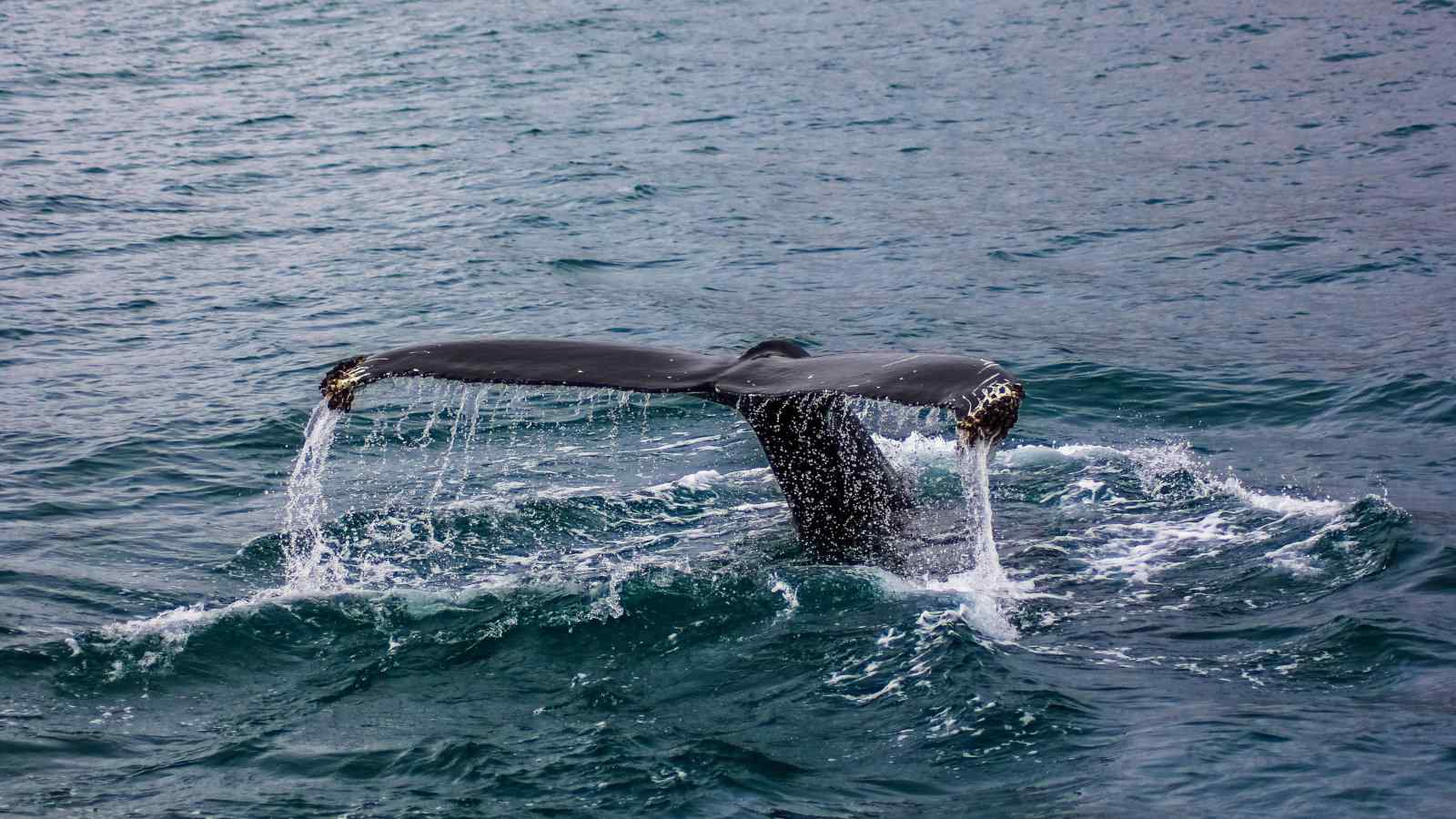 The Canary Islands are an excellent spot for whale and dolphin watching