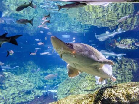 Get up close to dolphins, sharks and fish at Barcelona's aquarium