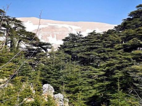 The cedars forest of the Chouf Mountains in Lebanon are a wonderful area to get out of the city and go hiking in a beautiful natural area