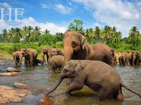 If you'd feel safer travelling in Sri Lanka as part of a group, then HE Travel offers an awesome gay cultural tour that visits all the best spots