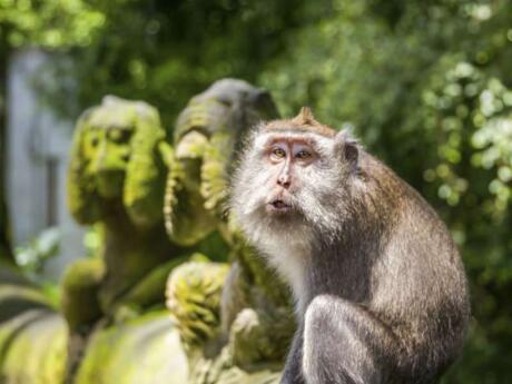 We loved the cheeky monkeys at the Monkey Sanctuary in Ubud - just be careful they don't jump on you!