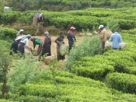 Nuwara Eliya is home to many of Sri Lanka's tea plantations, which you should definitely explore