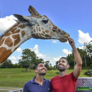 If you like animals and exciting rides, then you'll love Busch Gardens in Tampa