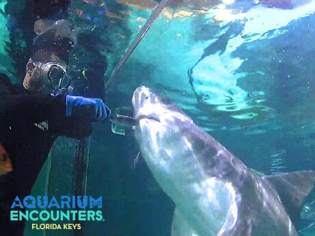 You can get up very close and personal with sharks, stingrays and other marine wildlife at the Florida Keys Aquarium