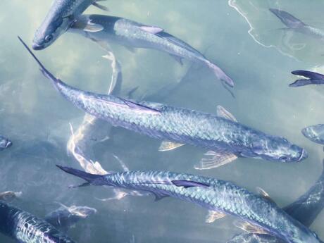 If you head to Robbie's Marina in the Florida Keys you can hand-feed the big silver fish called Tarpons