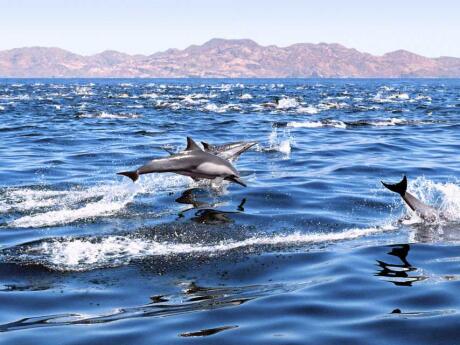 In Gran Canaria you will probably get to see lots of wild dolphins frolicking in the sea!