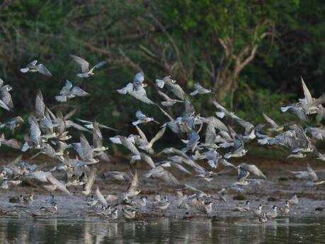 Wildlife lovers won't want to miss out on exploring the Muthrajawela Wetlands while visiting Negombo