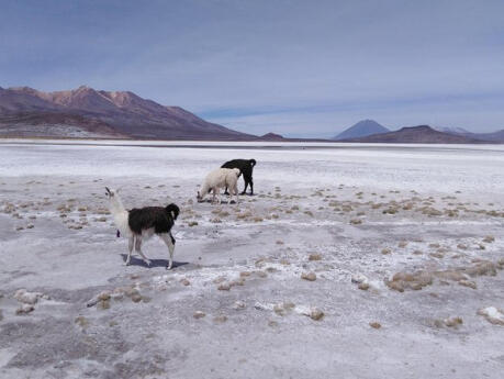 The Salinas Lake is a gorgeous salt lake just two hours away from Arequipa in Peru