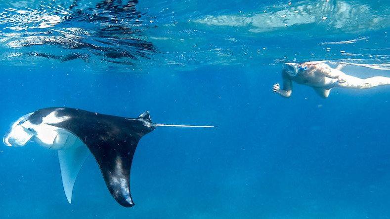 Snorkelling with wildlife is just one of the highlights of Everything to Sea's new Your Private Journey