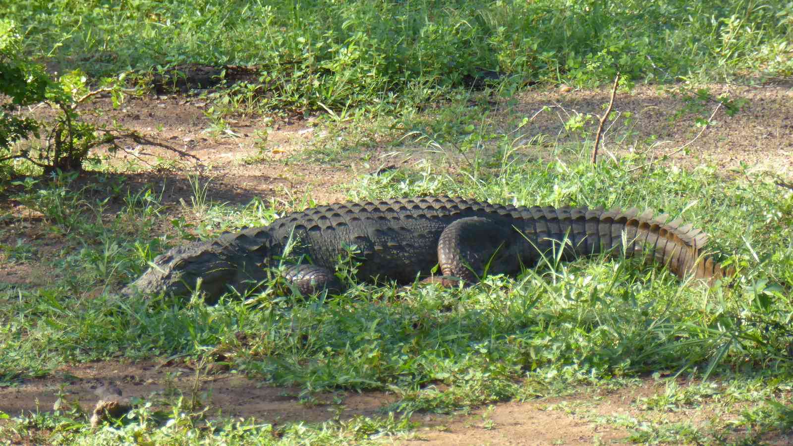 Mugger crocodiles can also be seen regularly in Udawalawe National Park