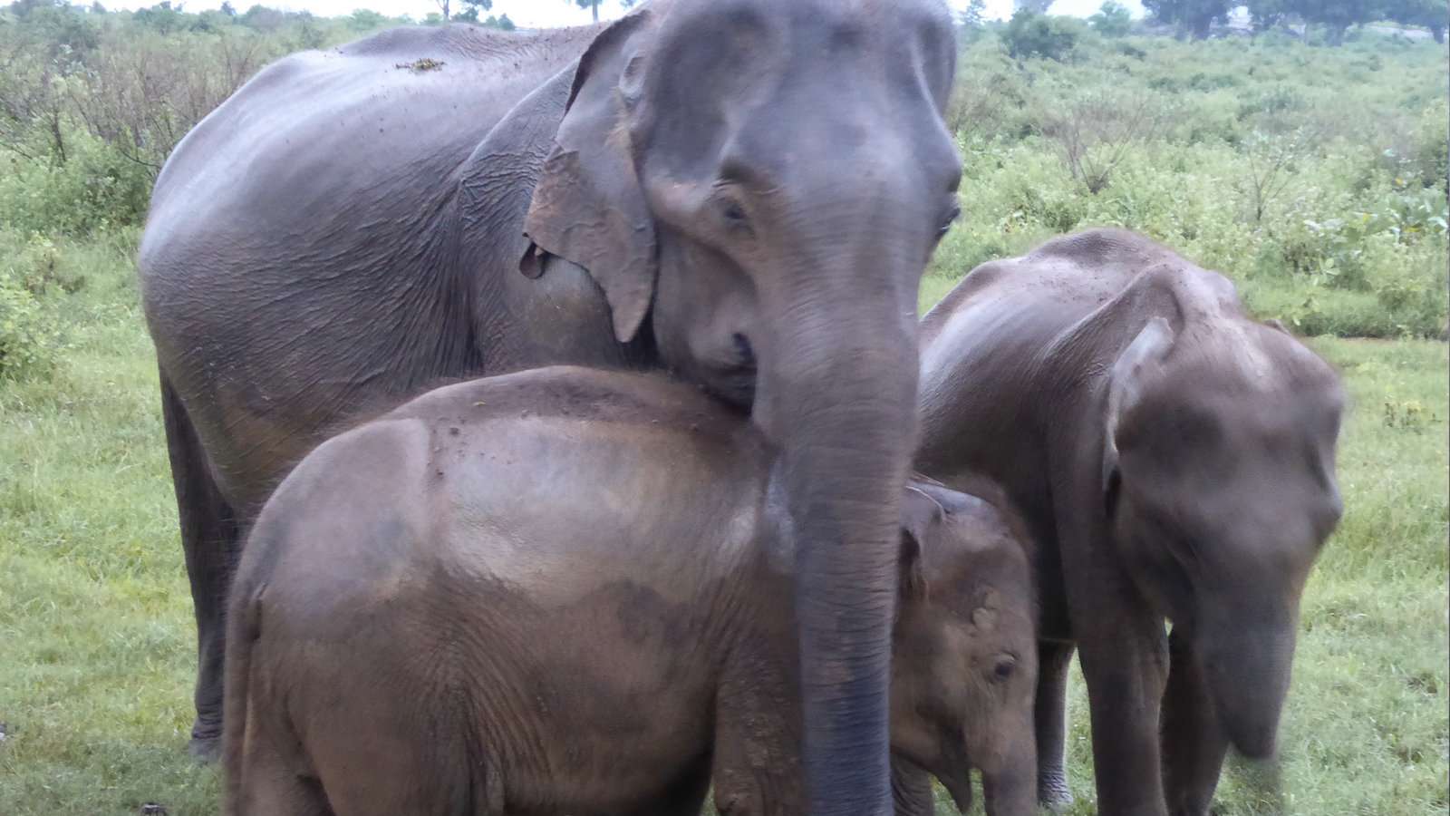 Udawalawe National Park is the best place to see elephants in Sri Lanka