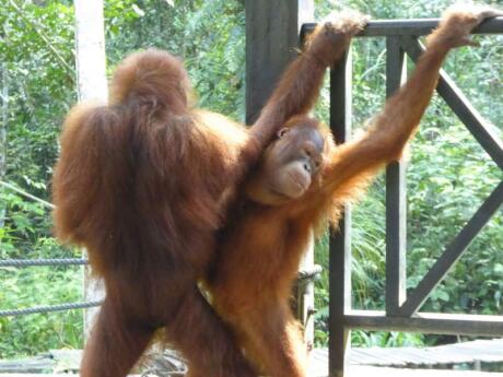 Sepilok sanctuary is an incredible place to visit in Malaysia and see orang utans