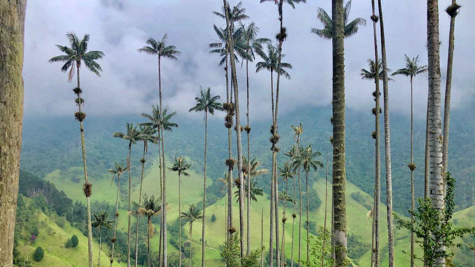 In the Cocora Valley of Colombia are the biggest palm trees in the world