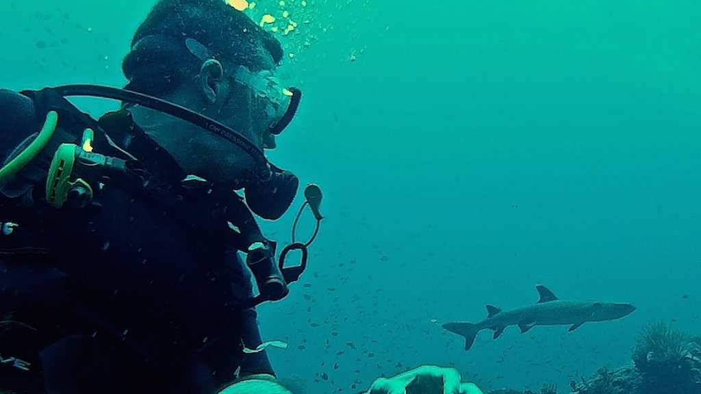 This gay scuba diving trip to Fiji is one of the best in the world for diving with sharks