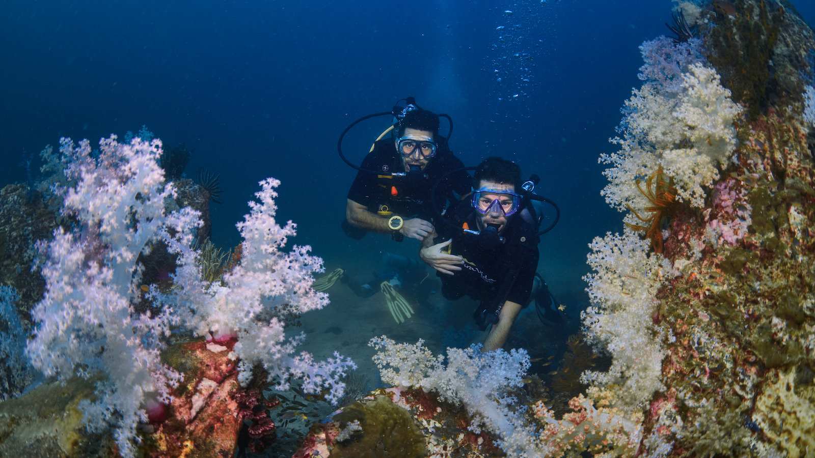 Spot incredible coral while diving in the Red Sea on a gay diving trip in Egypt