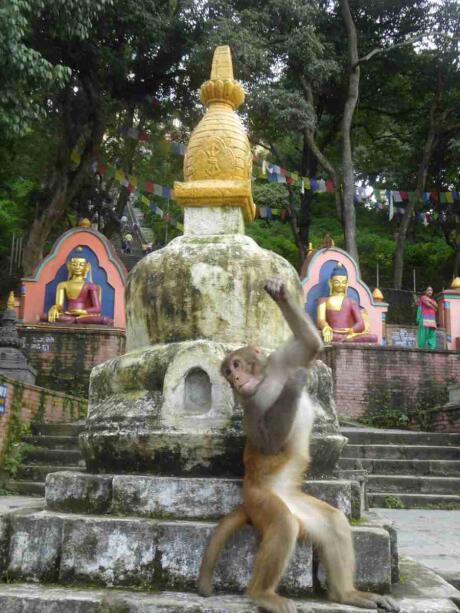 Swayambhunath is a temple complex in Kathmandu with cute holy monkeys living in the grounds