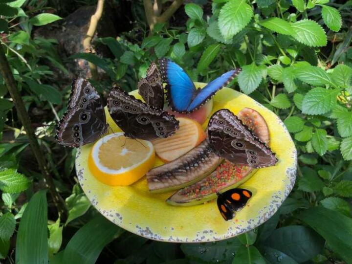 See pretty butterflies at the butterfly park when visiting the Kuang Si Falls outside of Luang Prabang